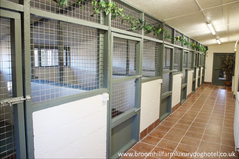 2H4A2734 Luxury Dog Boarding Kennels Sheffield Dog Boarding Kennels