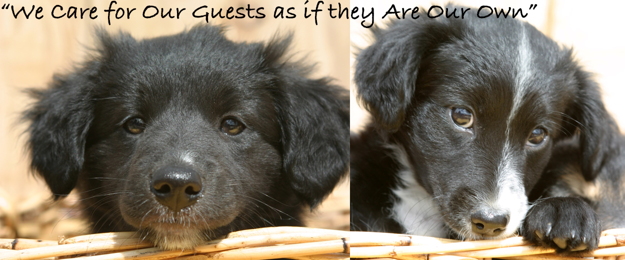 Luxury Dog Boarding Kennels Sheffield Chesterfield Broomhill Farm