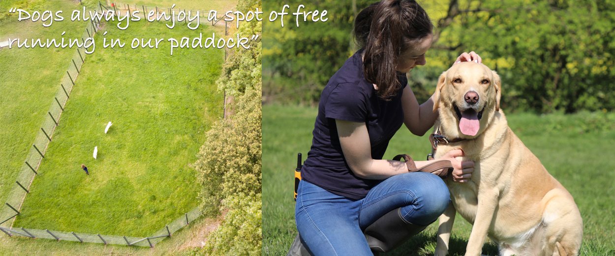 Luxury Dog Boarding Kennels Sheffield Dog Boarding Kennels