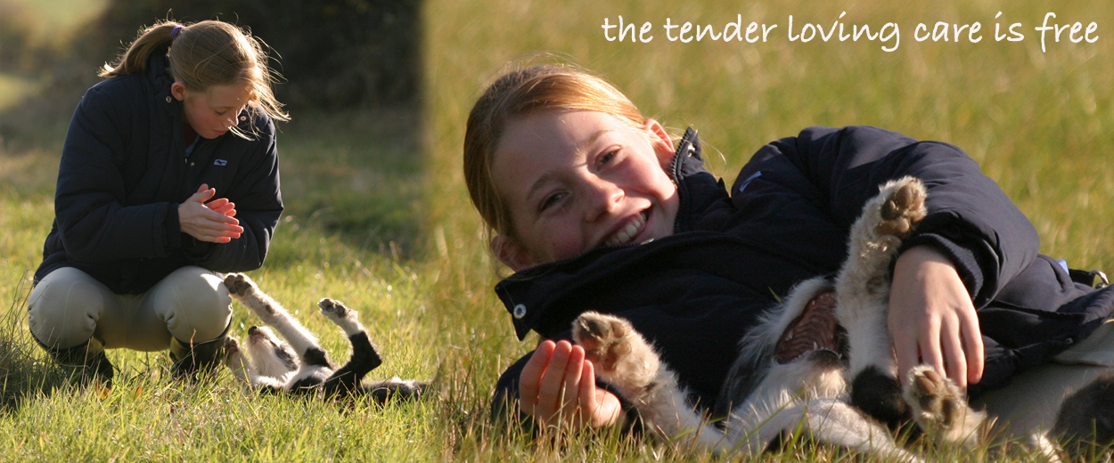 Luxury Dog Boarding Kennels Sheffield Dog Boarding Kennels