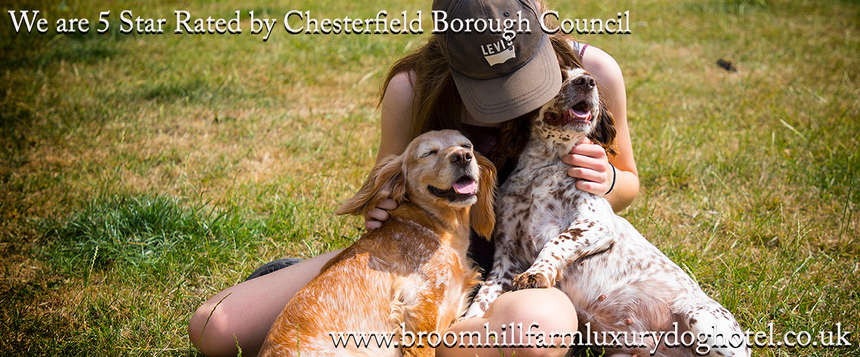 Luxury Dog Boarding Kennels Sheffield Dog Boarding Kennels