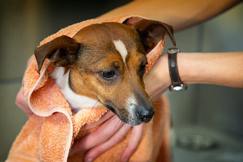 Luxury Dog Boarding Kennels Sheffield