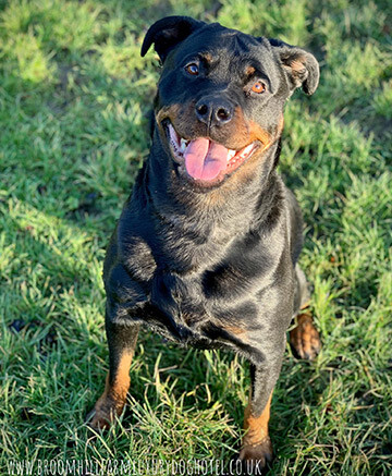 Kennels Sheffield