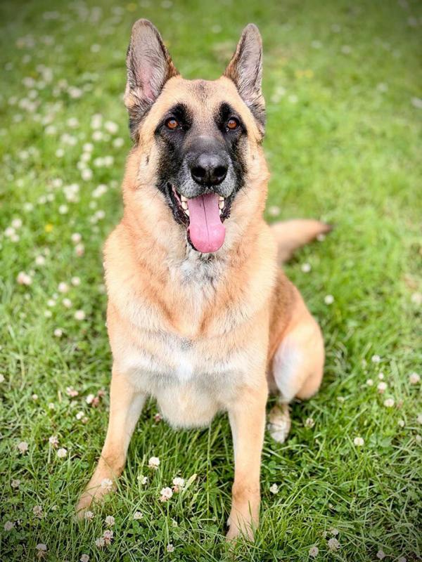 Boarding Kennels Sheffield