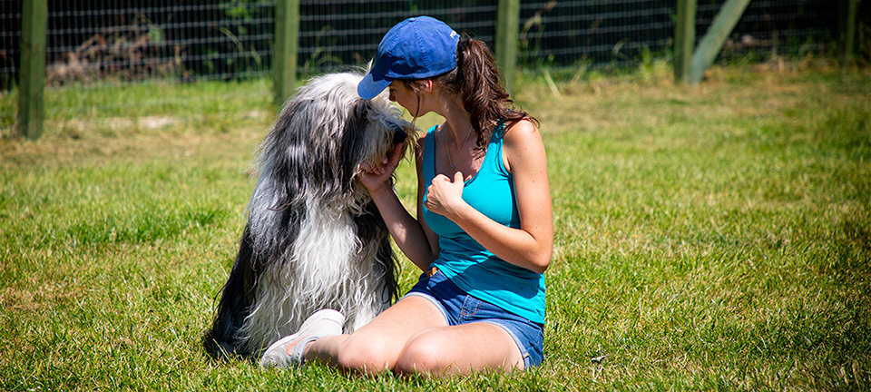 Home from Home Dog Boarding Chesterfield