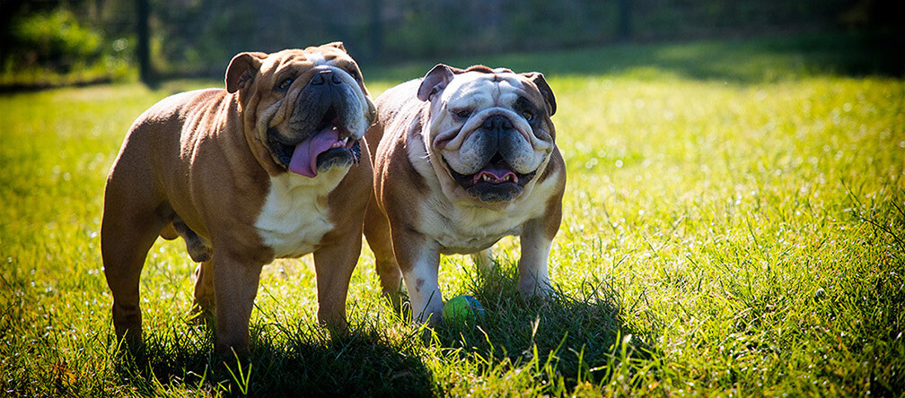Home from Home Dog Boarding Chesterfield