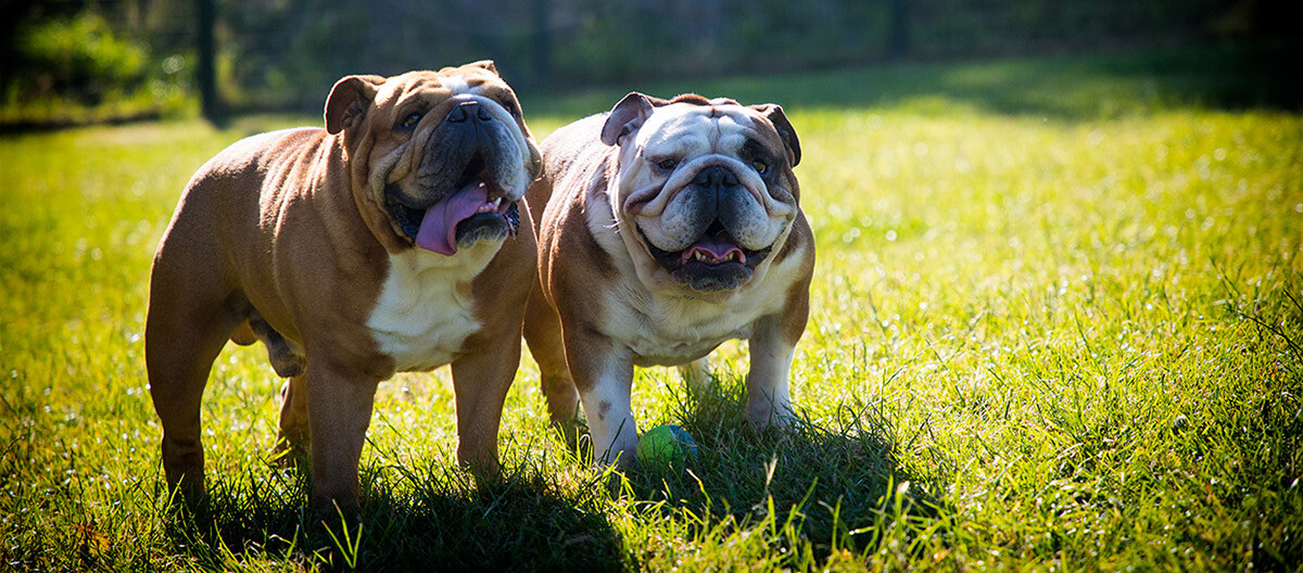 Luxury Dog Boarding Kennels Chesterfield