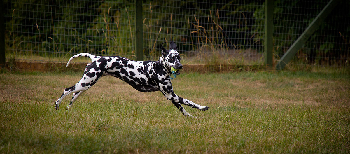 Home from Home Dog Boarding Chesterfield