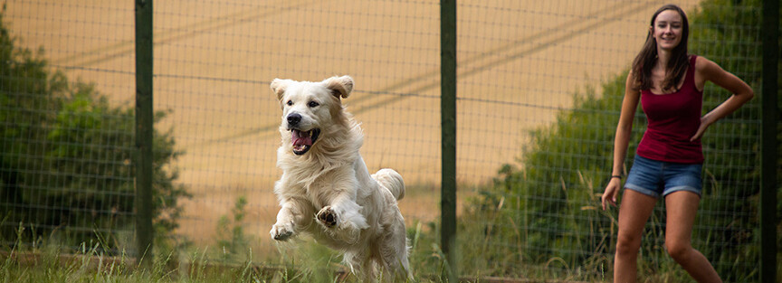 5 Star Dog Hotel Sheffield