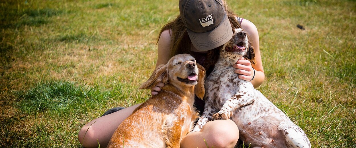 Luxury Dog Boarding Kennels Chesterfield