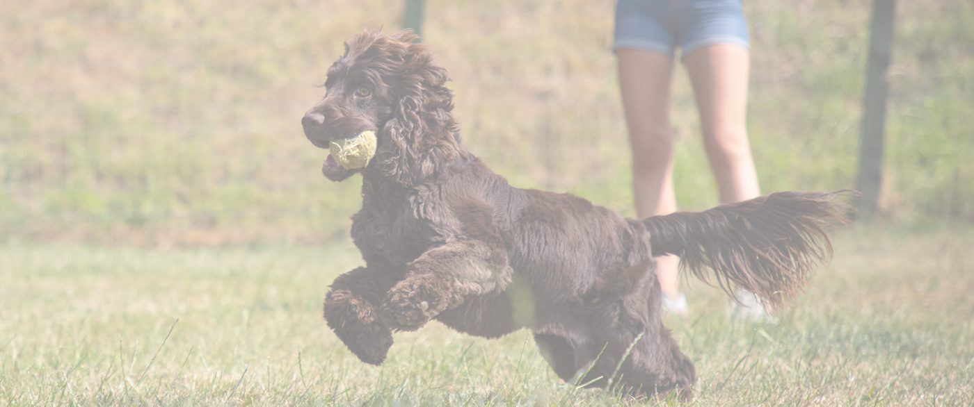 Home from Home Dog Boarding Chesterfield