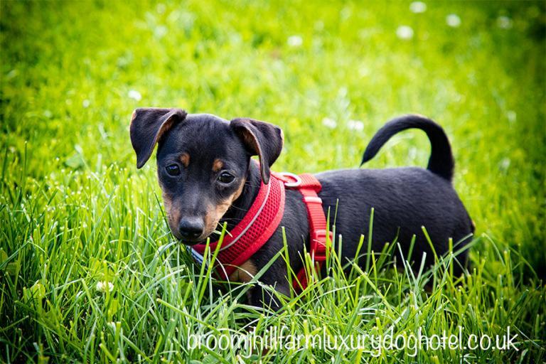 Boarding Kennels Sheffield Broomhillfarm Luxury Dog Hotel