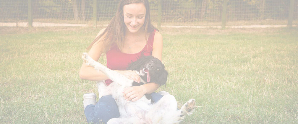 Luxury Dog Boarding Kennels Nottingham