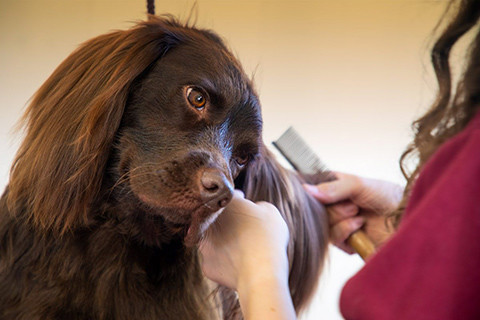 Dog Grooming in Dronfield