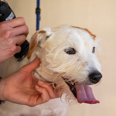 Dog Grooming in Dronfield