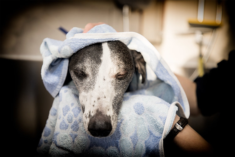 Dog Grooming in Dronfield