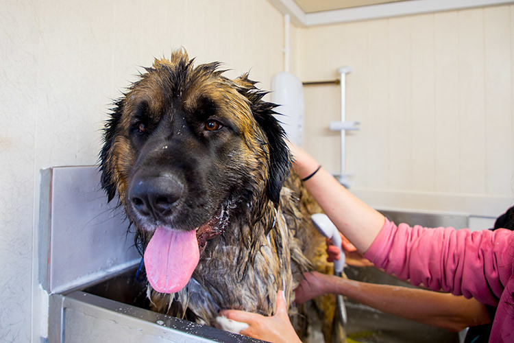 Dog Grooming in Sheffield Broomhillfarm Luxury Dog Hotel
