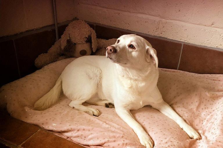 Boarding Kennels in Sheffield Broomhillfarm Luxury Dog Hotel