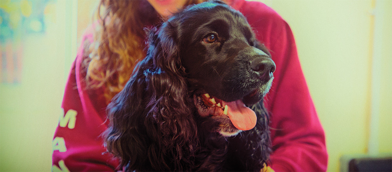 Dog Grooming in Dronfield