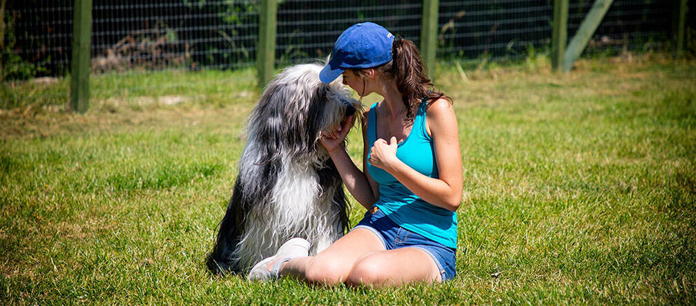 Dog Boarding Kennels Chesterfield