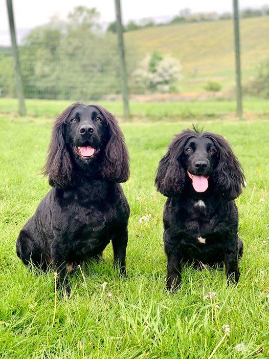 Dog Exercise Field in Chesterfield Broomhillfarm Luxury Dog Hotel