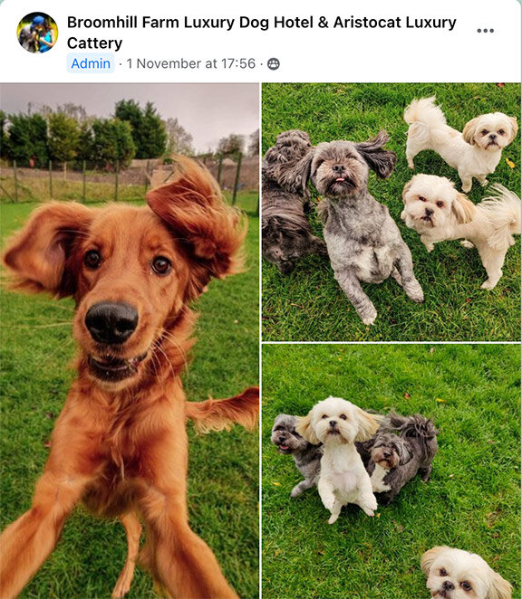 Broomhill Farm Luxury Dog Hotel