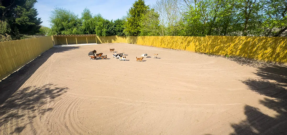 dog exercise field derbyshire