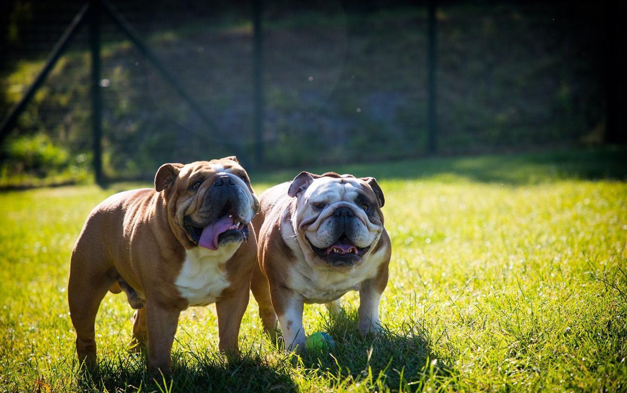 Professional Dog and Pet Photography