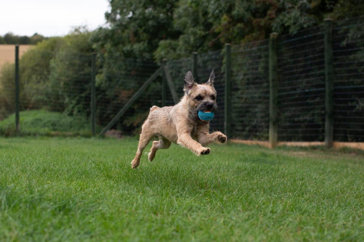 Luxury Dog Boarding Kennels Sheffield