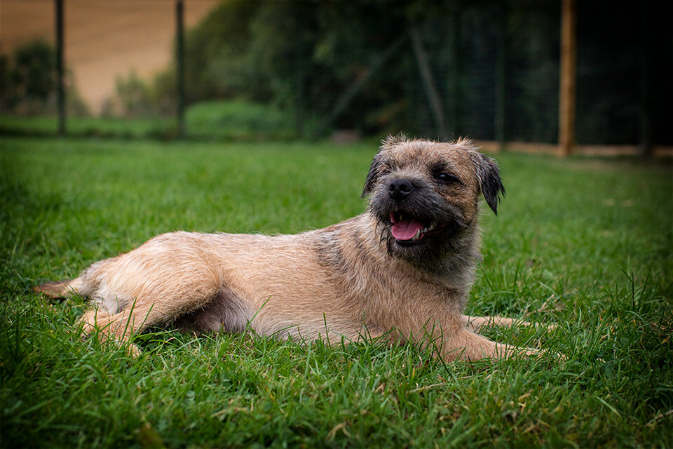 Professional Dog and Pet Photography