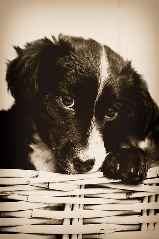 Professional Dog and Pet Photography