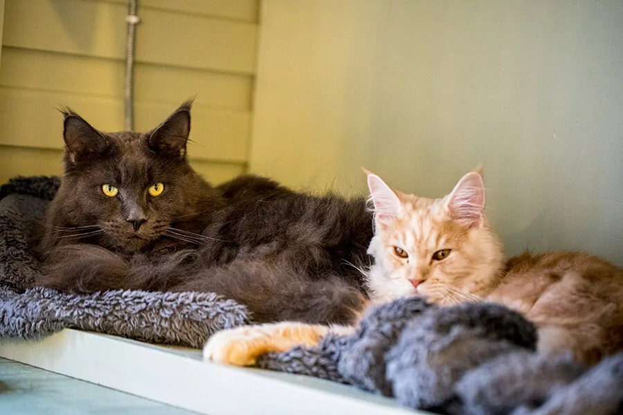 Boarding Cattery Chesterfield