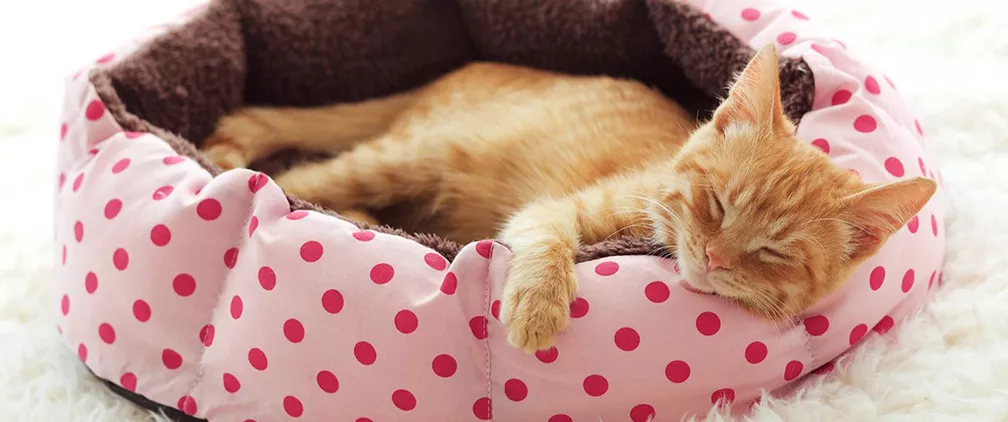 Cattery Chesterfield