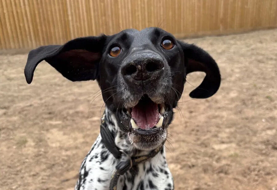Luxury Dog Boarding Kennels Sheffield