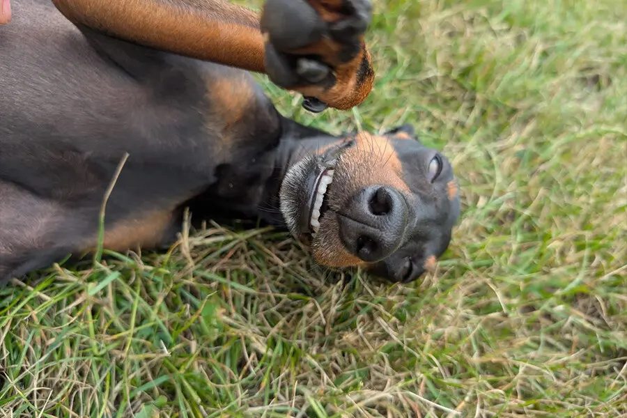Boarding Kennels Sheffield