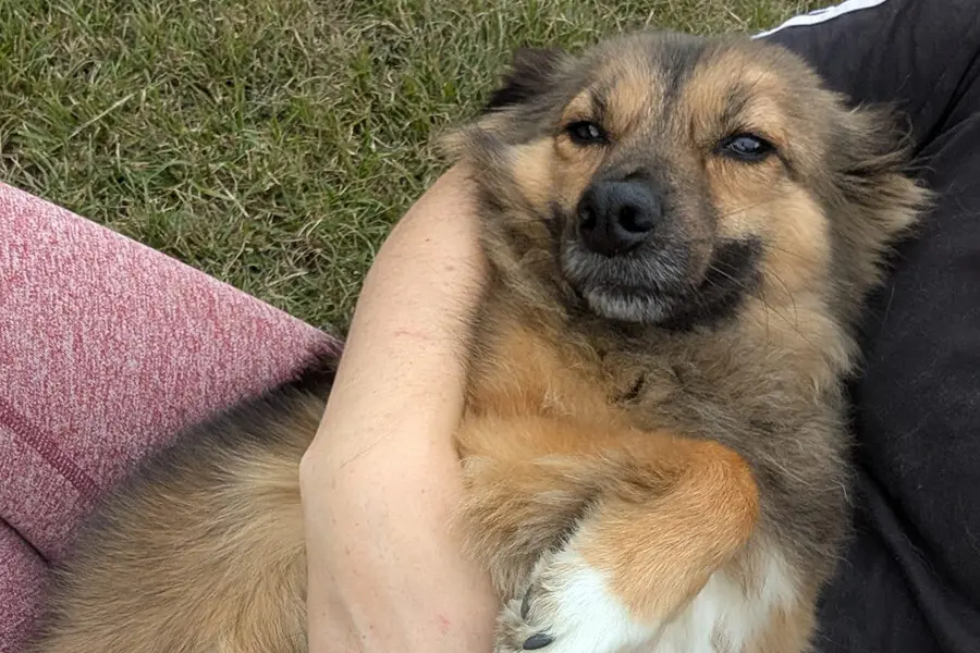 Boarding Kennels Sheffield